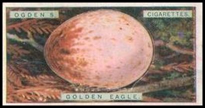 9 Golden Eagle